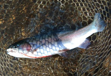 エキスパートエリアで大物にチャレンジ ～平谷湖フィッシングスポット～